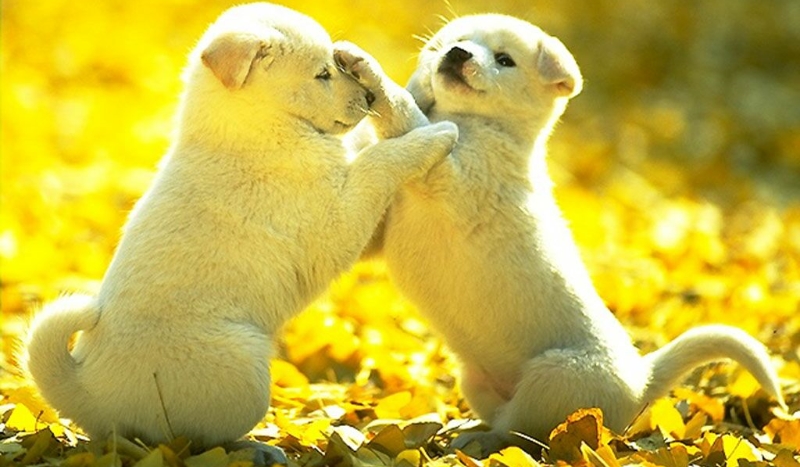 Jaka rasa psa do ciebie pasuje?