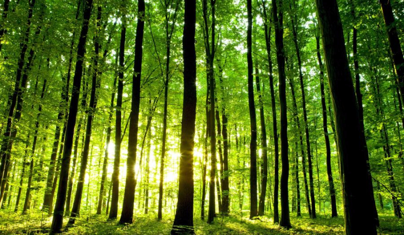 Drzewa w Kampinoskim Parku Narodowym