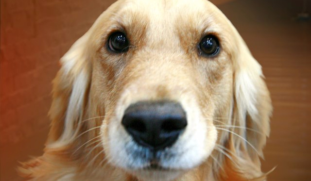 Którą z sióstr Nowackich jesteś?