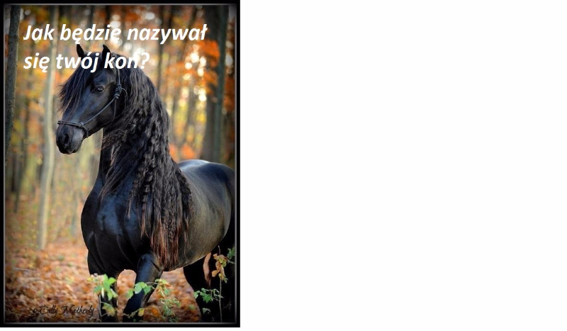 Jak będzie nazywał się twój koń?