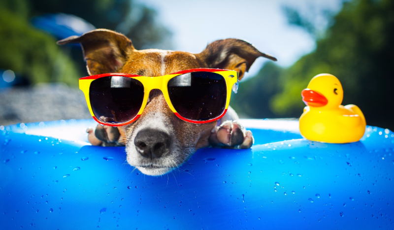 Jaka to rasa psa?     (łatwy)