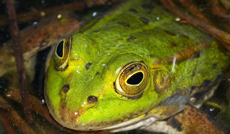 Czy znasz się na żabach? – Sprawdź się