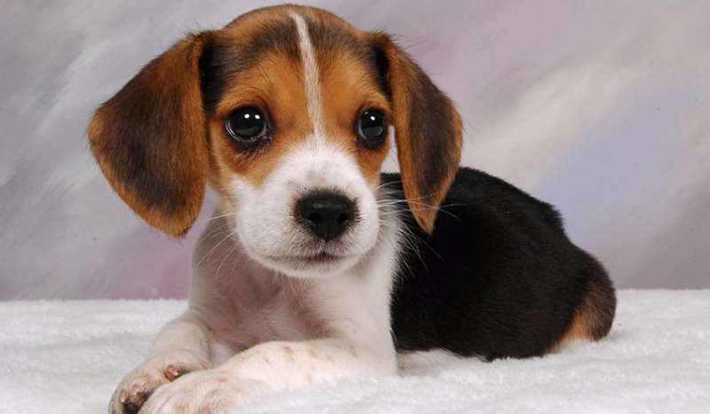 Jaka rasa psa do ciebie pasuje?