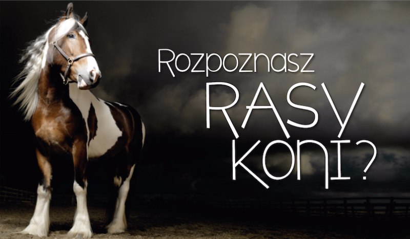 Czy rozpoznasz rasy , maści i akcesoria dla koni?