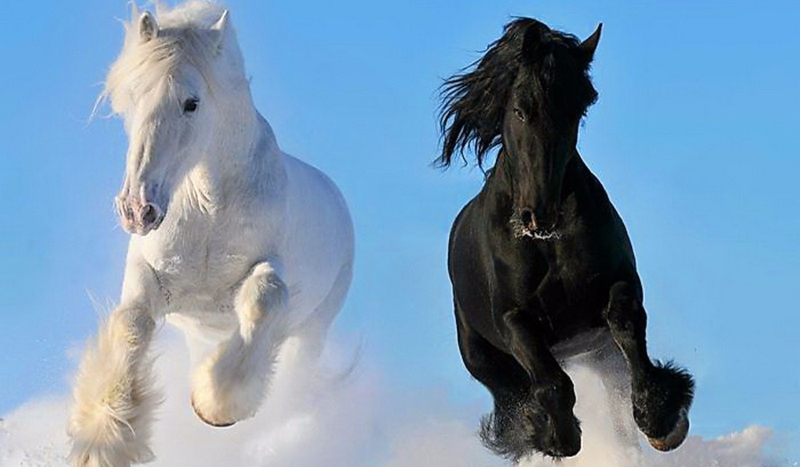 Jakim jesteś koniem? i ile lat ma twój koń?