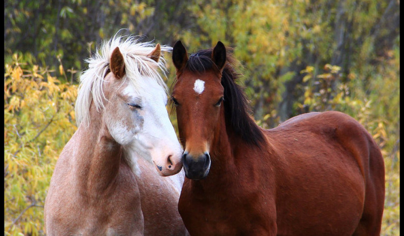 jakim koniem jesteś