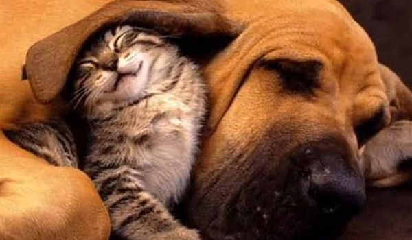 Które zwierze według ciebie jest lepsze?