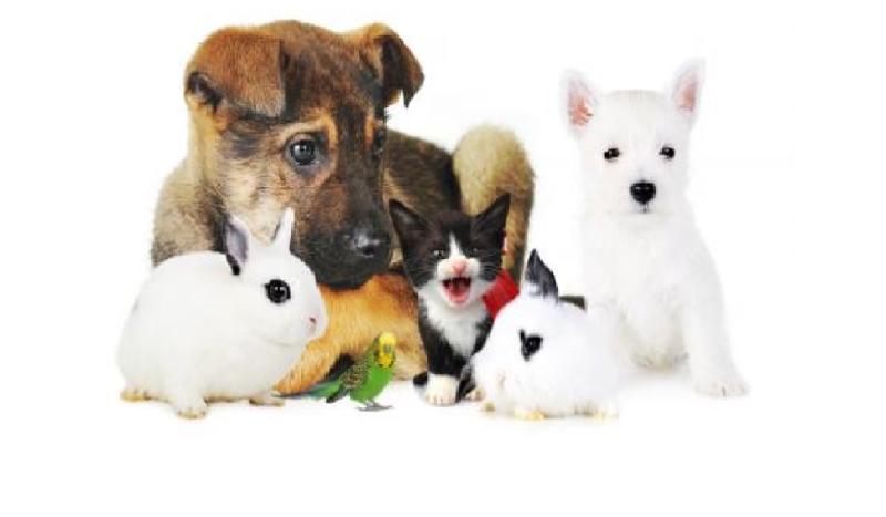 Jakiego zwierzęcia masz charakter?