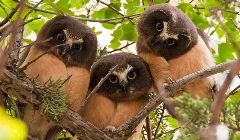 Jak dobrze znasz się na ptakach?