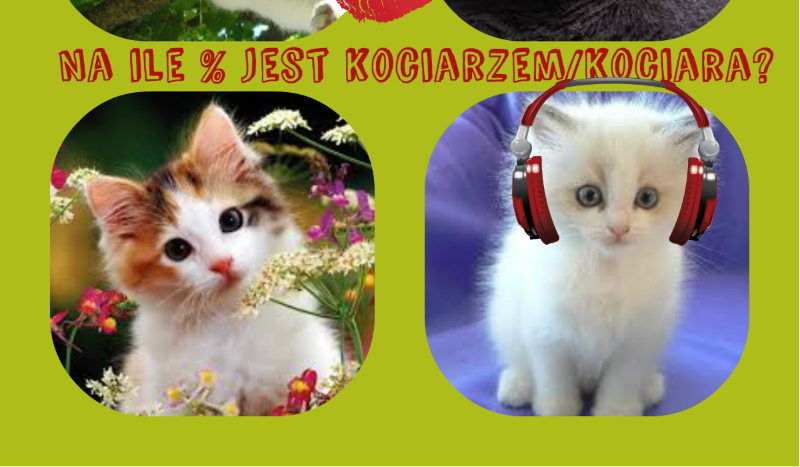 Na ile % jesteś kociarzem/kociarą?