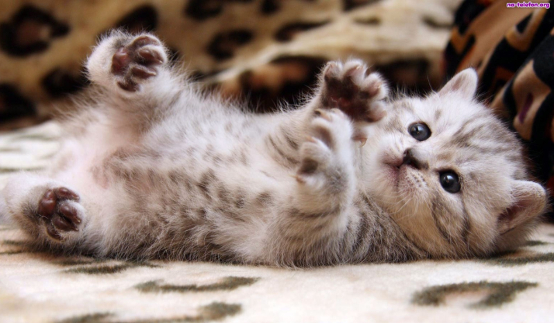 4 pytania dla waszych ulubionych kociaków. pamiętajcie nich koty odpowiadają!