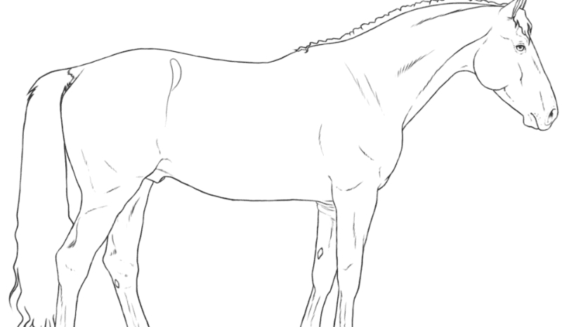 Jak dobrze znasz się na koniach ?