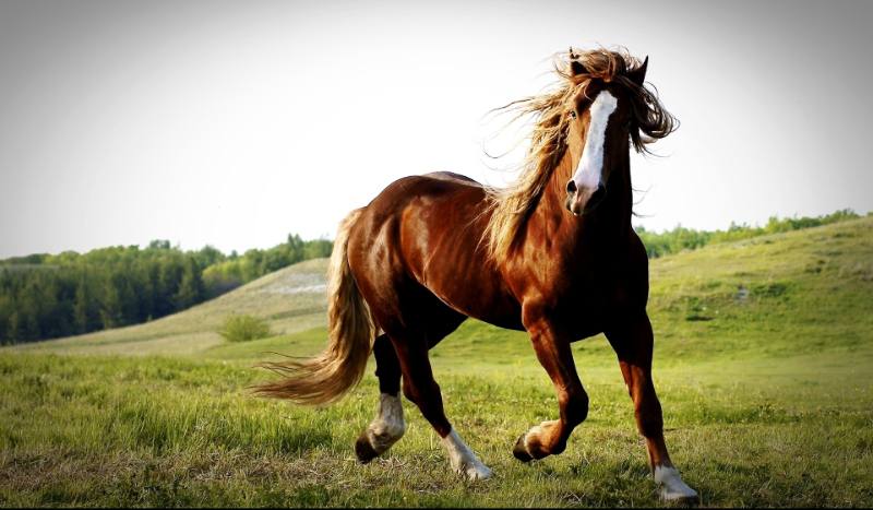 Ile wiesz o Koniach ? ;3