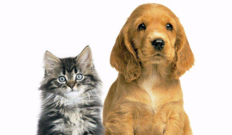 Którym zwierzakiem jesteś?