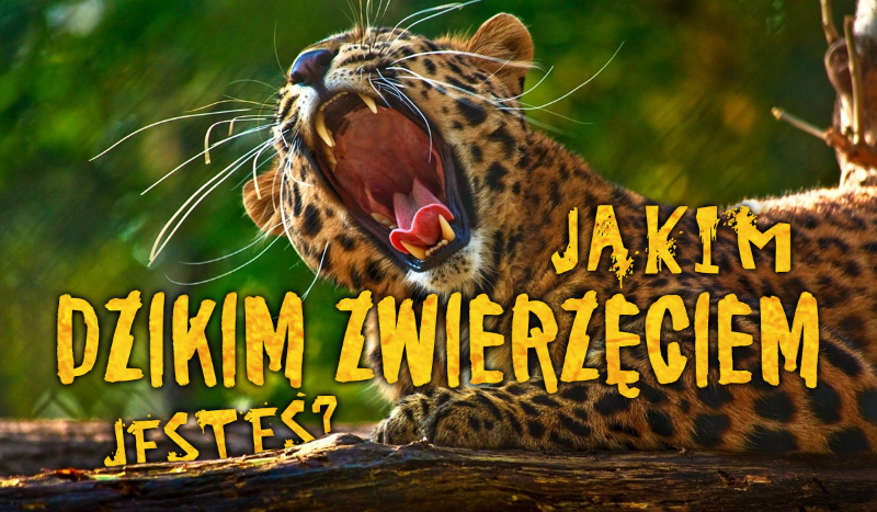 Jakim dzikim zwierzęciem jesteś?