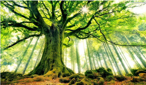 stwórz własne drzewo