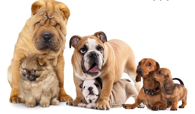 Czy rozpoznasz rasy psów?