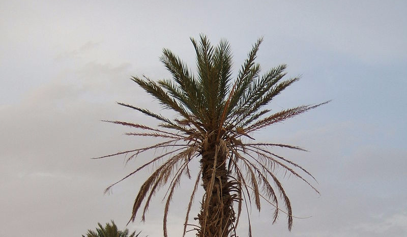 Jak bardzo znasz five night at freddy’s