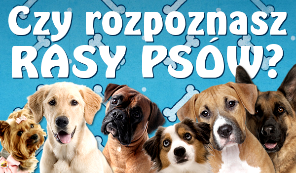 Czy rozpoznasz rasy psów?