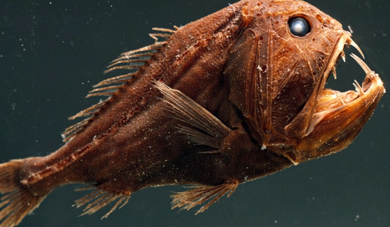 Jaką rybą głębinową jesteś