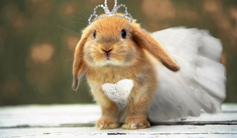 czy jesteś prawdziwą tancerką/tancerzem