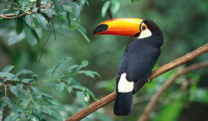 Test Prawde Ci Powie