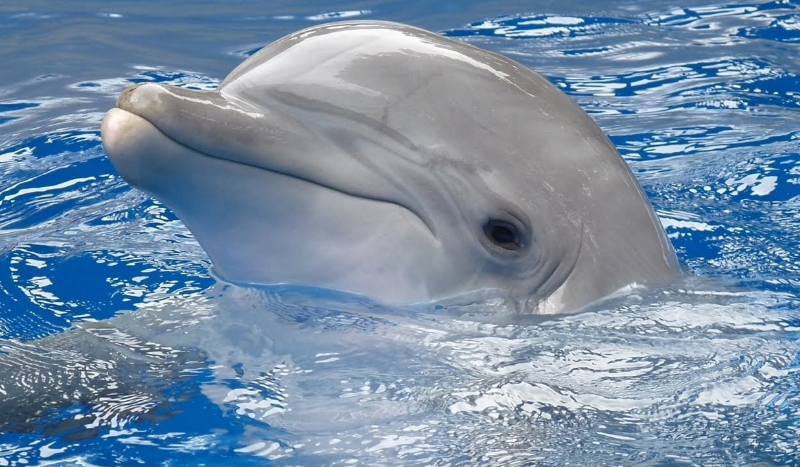 czy delfin polubiłby cie?