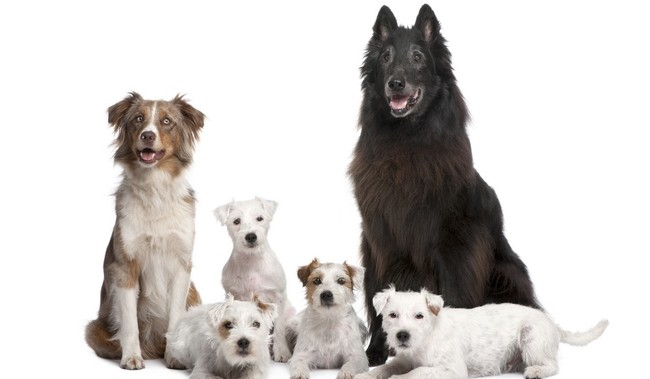 Znasz rasy psów?