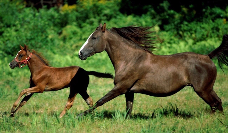 Czy znasz rasy  Koni  ?