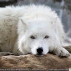 WhiteWolfie