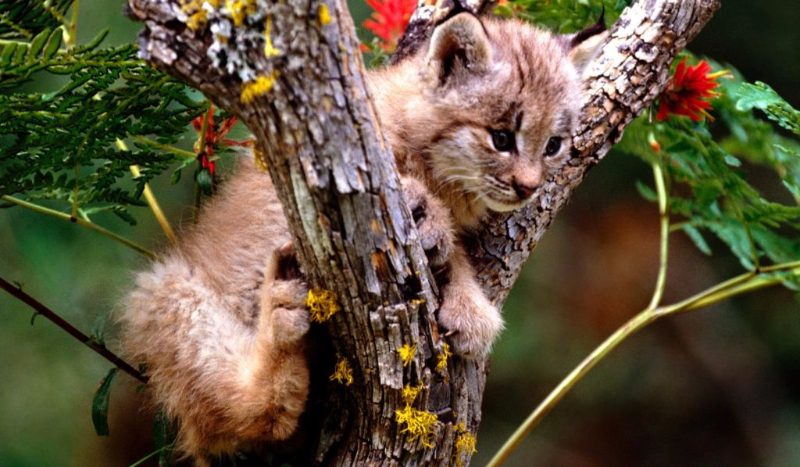 Jesteś podobny do psa czy kota?