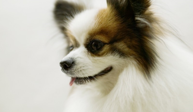 jakiego psa dostaniesz na gwiazdkę?