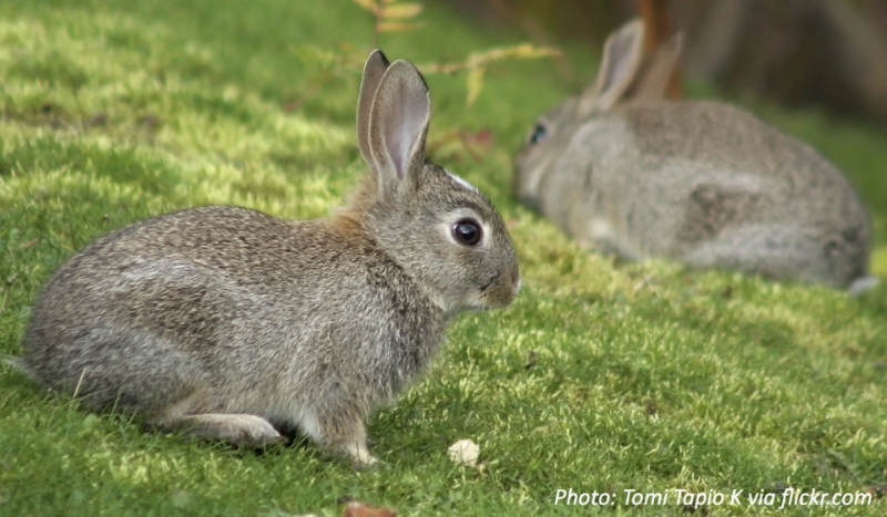 Jakim słodkimzwierzęciem jesteś?
