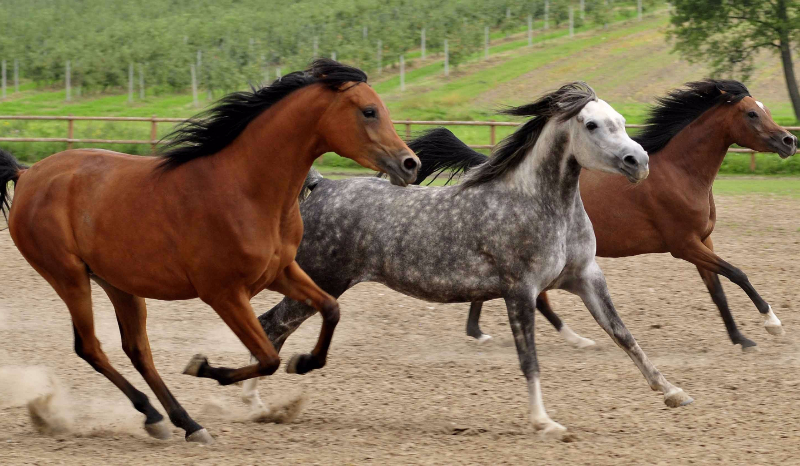 Jak dobrze znasz się na koniach arabskich?
