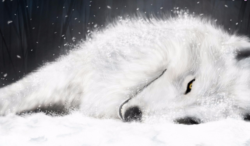 Czy ten wilk Cię pokocha?