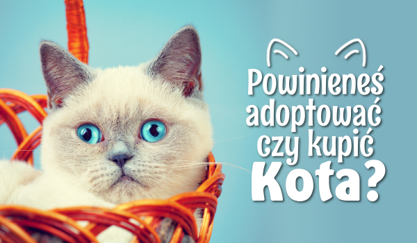 Powinieneś adoptować czy kupić kota?