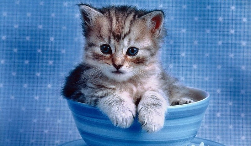 Jak dobrze znasz rasy kotów?