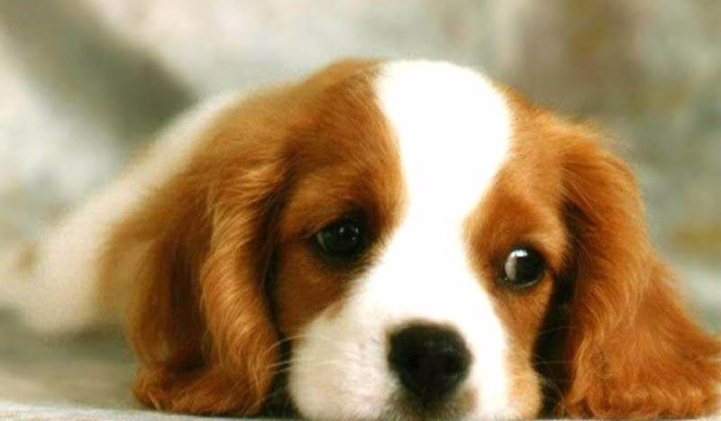 Jaka rasa psa do Ciebie pasuje