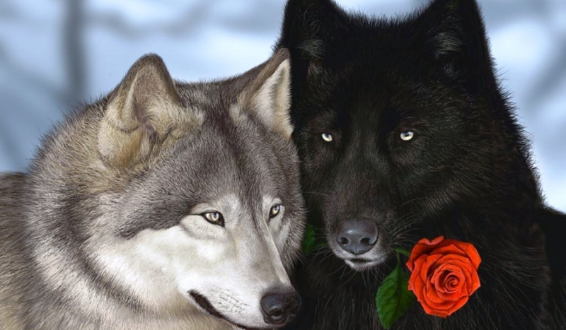 jakim wilkeim jesteś?