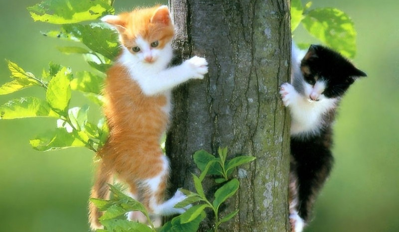 na ile proent jesteś kotem?