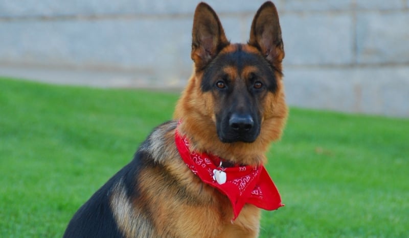 Rasa psa która do ciebie pasuje