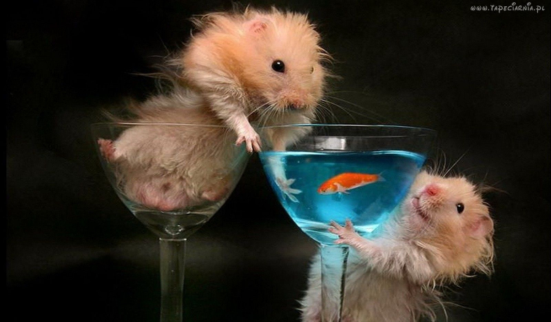 Jaki dziki kot pasuje do ciebie