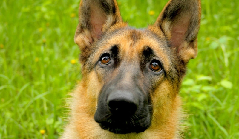 Rozpoznaj rasy psów