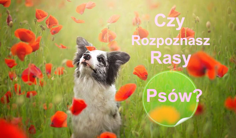 Czy rozpoznasz rasy psów?