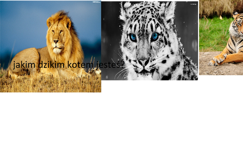 jakim dzikim kotem jesteś?