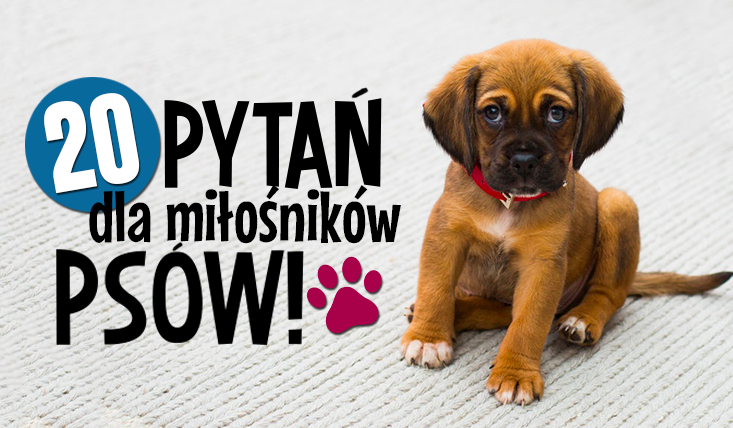 20 pytań z serii „Co wolisz?” wersja dla psiarzy!