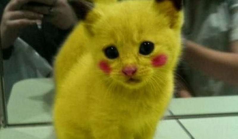 Jakim kotem jesteś??