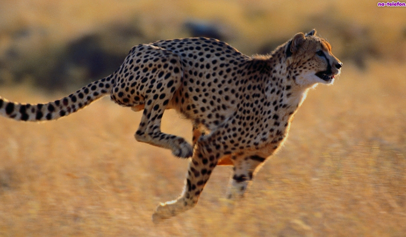 z ilu procentach jesteś geardem?