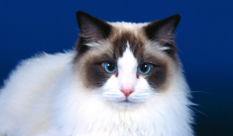 Jakim sławnym kotełem jesteś?