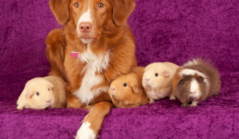 5 pytań z serii ,,co wolisz”  kategoria zwierzęta